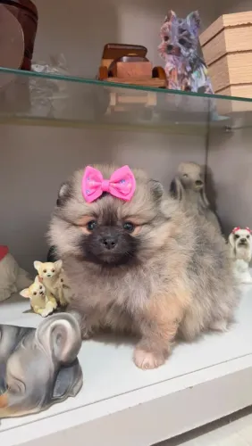 Lulu da Pomerânia