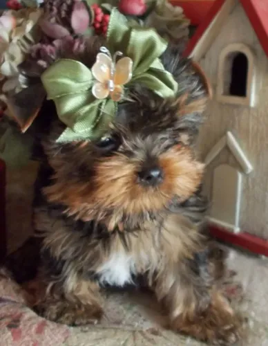 Yorkshire Pet que vai levar mais alegria para sua casa