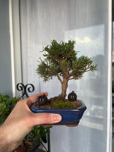Bonsai Shimpaku Kishu