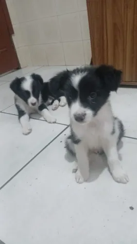 Vendo filhotes de border collie