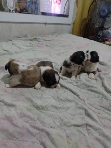Cachorro ?