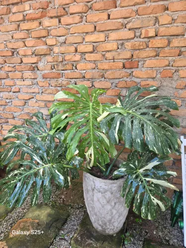 Monstera thai constellation