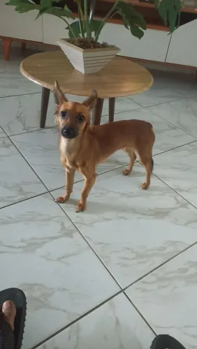 Doação de cão