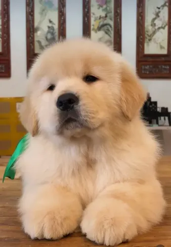 Filhotes De Golden Retriever - Amizade Que Começa Agora