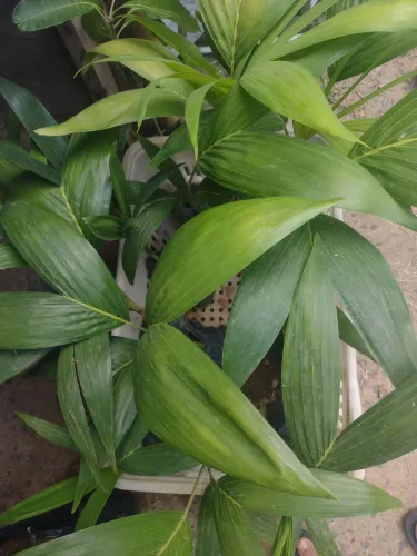 Mudas de plantas