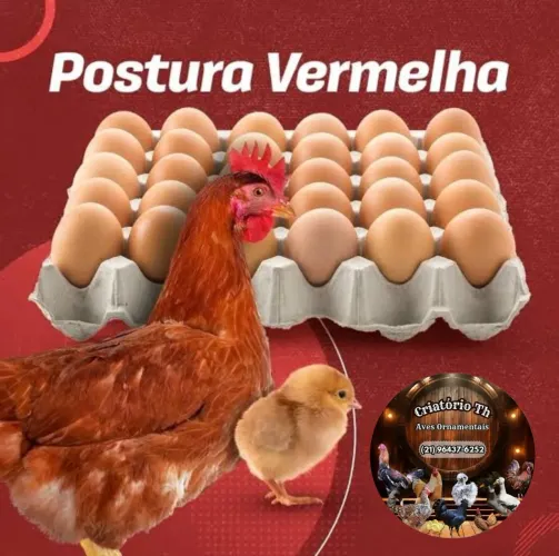 Pintinho Poedeira de ovo vermelho 
