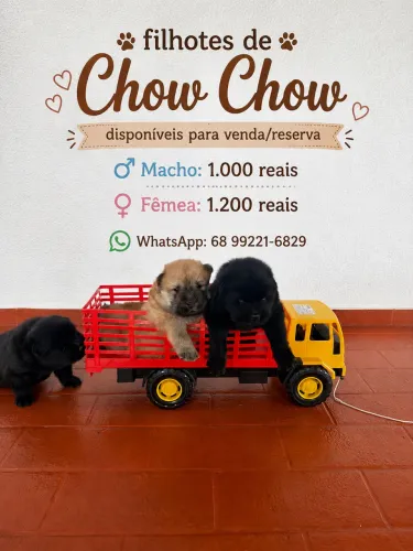 Filhotes de Chow Chow para venda 