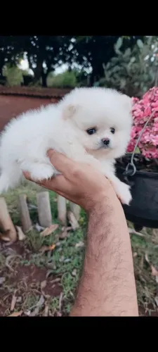 Spitz alemão anão, Lulu da Pomerânia