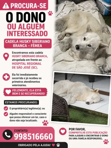 Encontrada proximo ao hospital regional procurasse dono