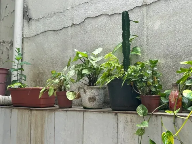 Plantas diversas p/ doação