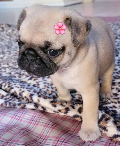 Fêmea pug