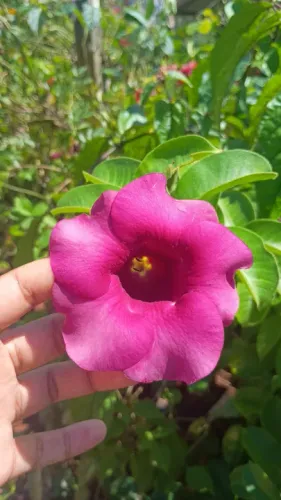 Alamanda 