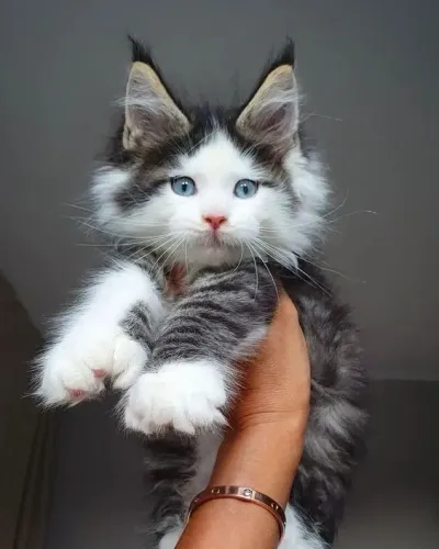 Perfeitos Maine Coon disponíveis! 