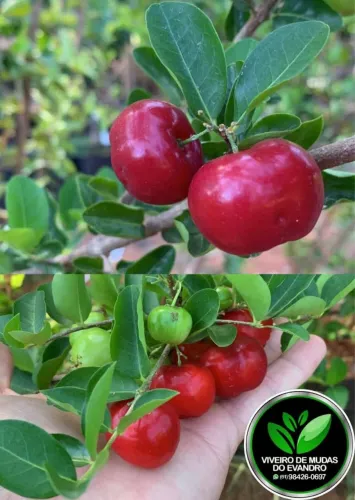 Vendemos mudas de frutas, adubos orgânicos, insumos para jardins e outros