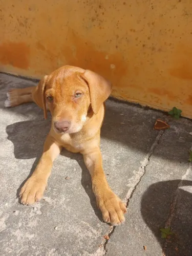 "cachorro perdigueiro" - Cachorros no Brasil