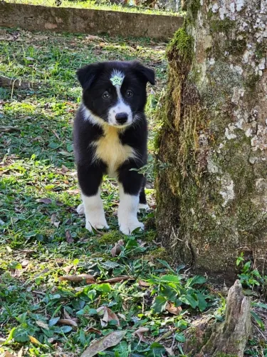 Border Collie | Preto e Branco 