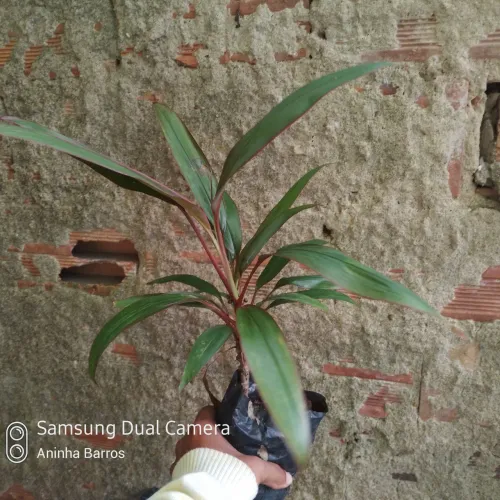 Dracena vermelha