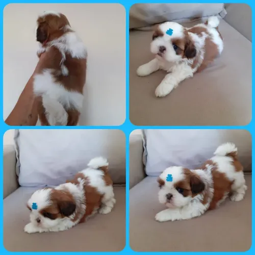 Shih Tzu - Pelúcia e Fofura!