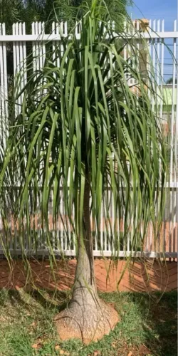 Planta pata de elefante gigante excelente preço