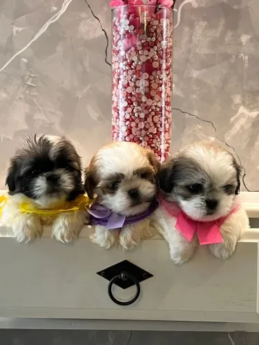 Filhote disponível Shihtzu disponível macho/fêmea 