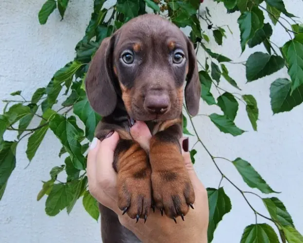 Basset/Teckel - Na Cor Chocolate ou Arlequim Disponível.