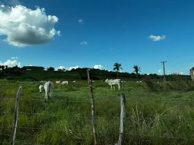 Vende-se uma Fazenda na entrada da cidade de Chapadinha/MA, 400 hectares, prontinha.