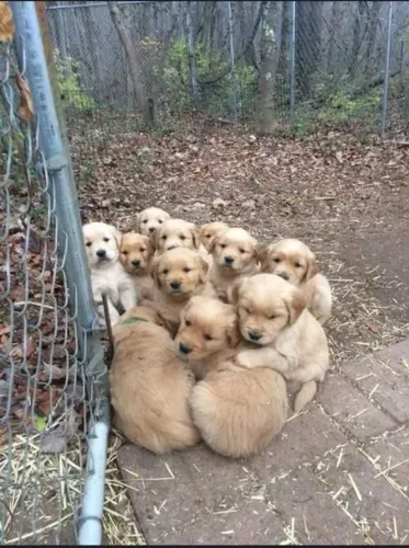 Filhote Golden Retriever, A companhia perfeita para todas as suas aventuras!