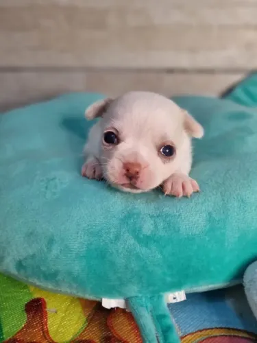 Chihuahua: meigo e puro