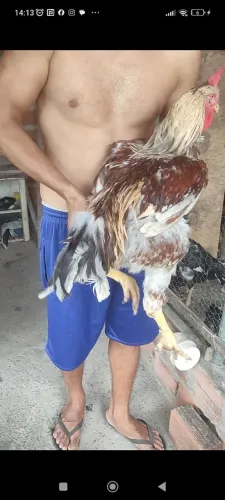 Frangos GSb a venda