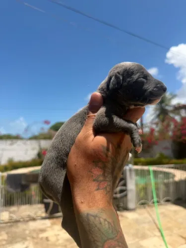 Galgo italiano 