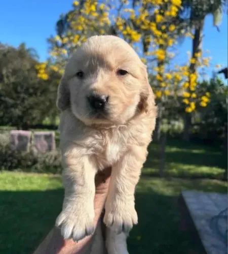 Golden linda, maravilhosa bem amarelinha e inteligente 
