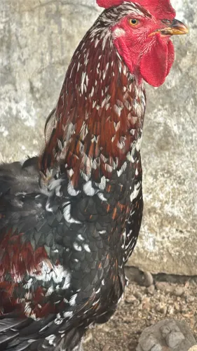 Galinha certaneja balão GSB