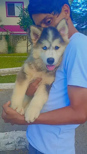 Filhote Husky Siberiano 