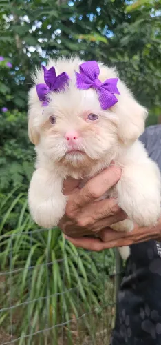 Shih-tzu femea olhos azuis - NAO VAO ESCURECER