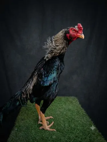 Galo SHAMO a venda