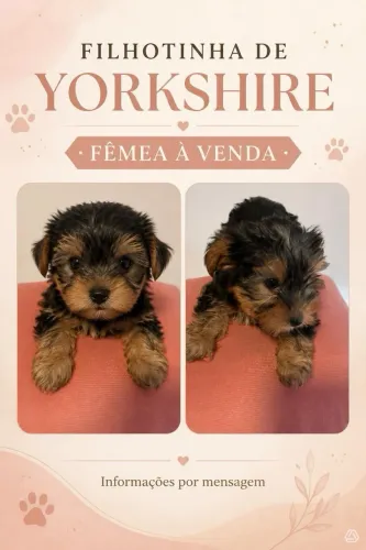 Yorkshire fêmea