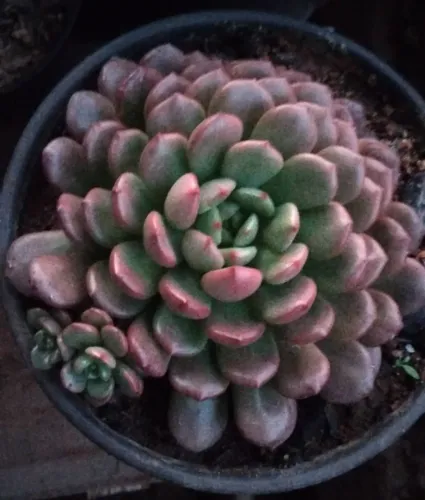 Planta suculenta