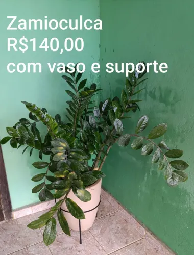 Vendo vasos de Plantas
