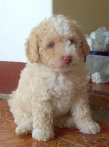 Poodle Fêmea - Última Disponível Para Quem Busca Uma Companhia Especial
