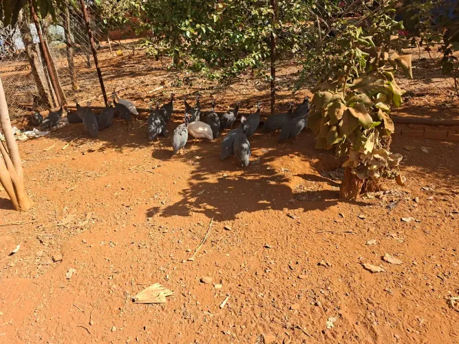galinha d'angola