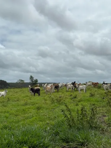 Sítio para Venda em Flexeiras, Zona Rural