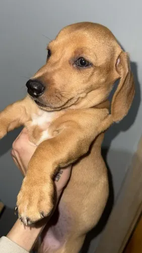 Salsicha/Dachshund Macho