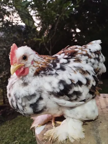 Galinho 