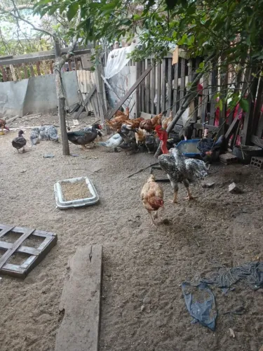 Vende - se galinhas e patos