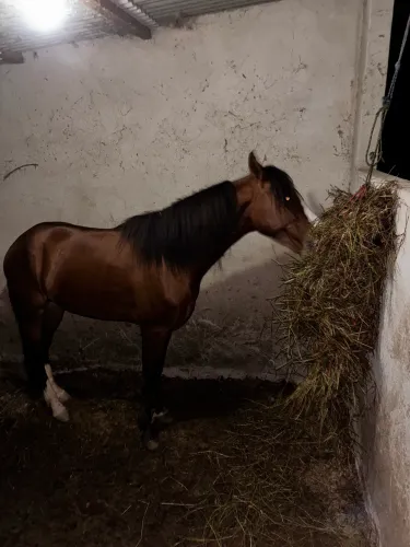 Cavalo mangalarga marchador