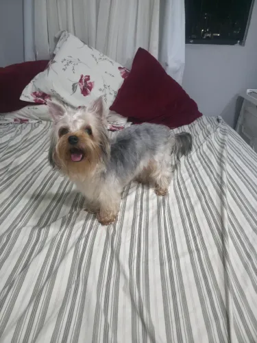 Yorkshire adulto macho