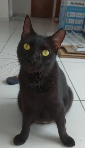 Doação Responsável de Gata Castrada