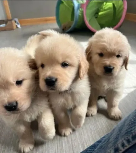 Golden Retriever