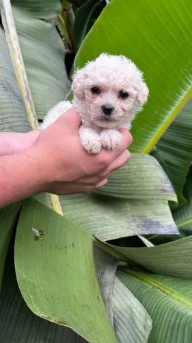 Descubra o charme único desse poodle