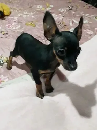 Pincher Zero padrão canela curta e fina!